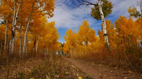 Fall Time Lapse With Aspen Trees Stock Footage 55495739