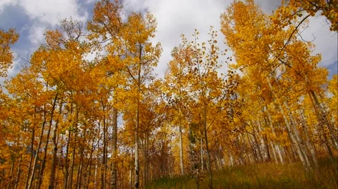 Fall Time Lapse With Aspen Trees Stockbeeldmateriaal 55495925