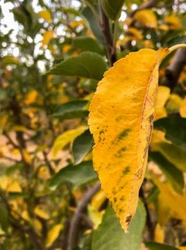 Fall time 库存照片