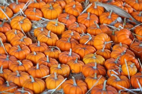 Fall Tiny Pumpkins Foto stock