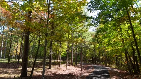 Fall Trail Canopy, Lake Yahou Park, McClellan (Anniston, Alabama) Stock Footage 289401839