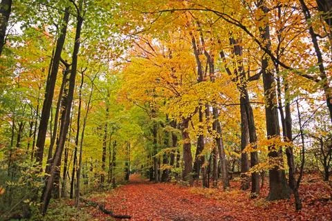 Fall Trail Foto stock