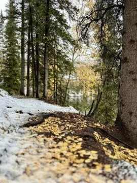Fall Trail Portrait Stock Photos