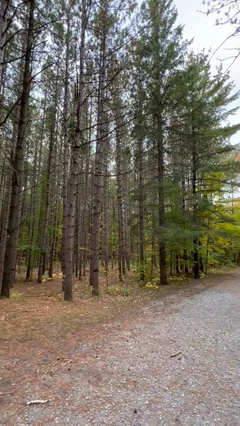 Fall Trails 스톡 동영상 247663276