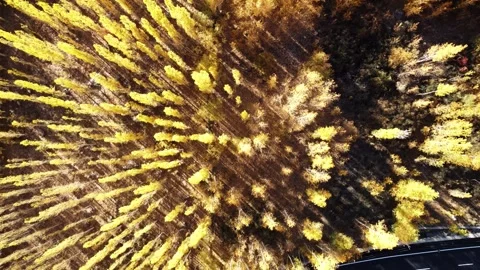 Fall transforms Ladakh into a golden paradise – seen from above. Stock Footage 310782392