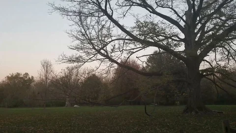 Fall tree 2 Stock Footage 97148484