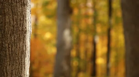 Fall Tree and Gold Forest, Rack Focus Stock Footage 12247016