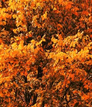 Fall tree with autumn leaves background Stock Photos