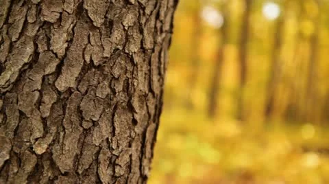 Fall Tree Bark and Gold Forest, Rack Focus Stock Footage 12245466