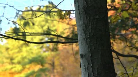 Fall tree bark Stock Footage 12527758