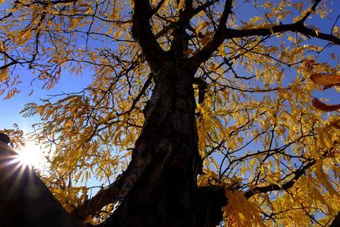 Fall Tree Blue Sky and Sunstar Sunshine Autumn Stock Photos