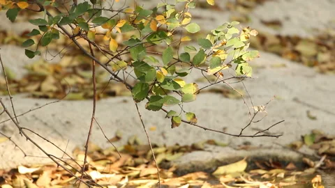 A fall tree branch in the park swaying in the wind Stock Footage 254900413