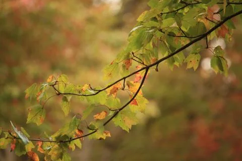 Fall tree branch Stock Photos