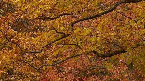 Fall Tree Branches Video stock 32673222