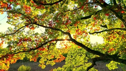 Fall Tree Fly Away Stock Footage 341764020