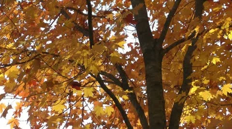 Fall tree Stock Footage 11024392