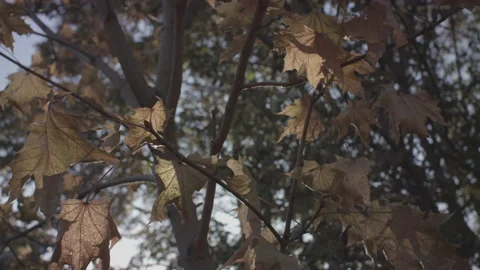 Fall Tree With Golden Leaves At Sunset 스톡 동영상 148508624