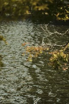 Fall Tree Hanging over Lake Water Stock Photos