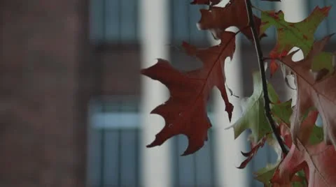Fall Tree Leaf Building Out of Focus Stock Footage 9441016
