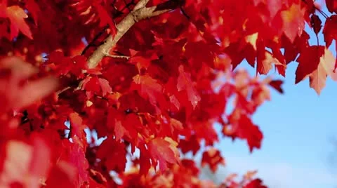 Fall Tree Leaves 23.98 1920 動画素材 12566334