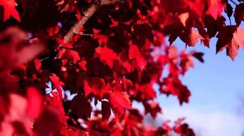 Fall Tree Leaves 29.97 1080 動画素材 12566502