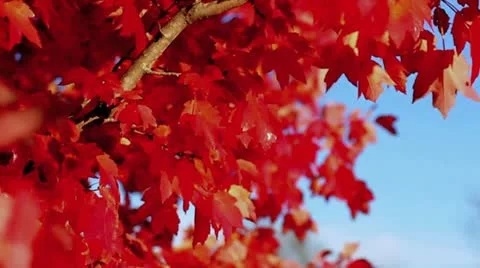 Fall Tree Leaves 59.94 720 Stock Footage 12566350
