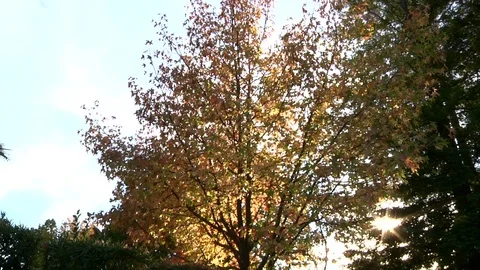 Fall Tree Leaves Changing Color With Sun Behind Autumn Nature  Stock Footage 99080142