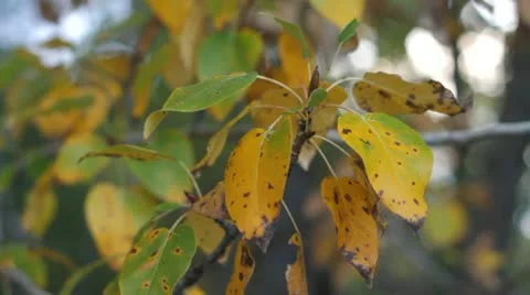 Fall tree leaves Видео 12346268