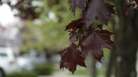 Fall tree leaves Stock Footage 34133931