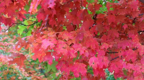 Fall Tree Leaves Stock Footage 36030848