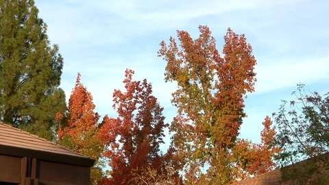 Fall Tree Line over Roof Tops Blue Sky Autumn Nature Stock Footage 99080456