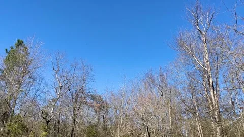 Fall tree line in the Winter in Georgia with clear blue sky Stock Footage 147417497