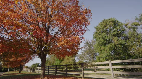 Fall Tree Pan Left Stock Footage 30875280