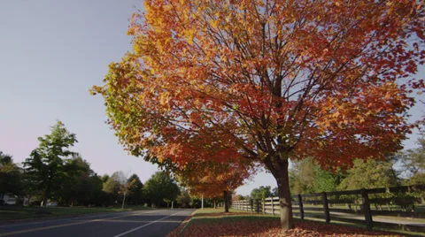 Fall Tree Pan Right Stock Footage 30875153