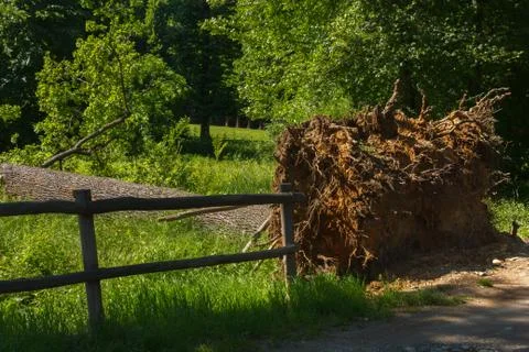 The fall of a tree in a park Stock Photos
