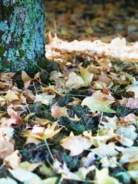 Fall tree 스톡 사진