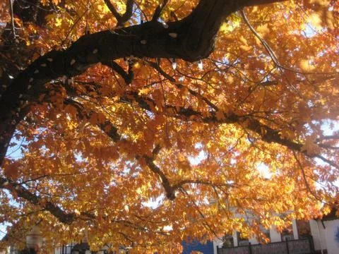 Fall tree Stock Photos