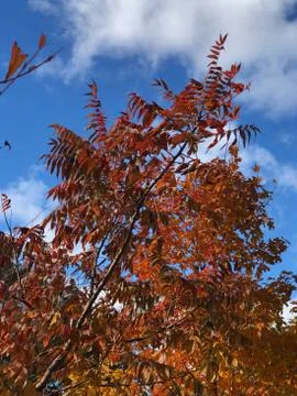 Fall tree 库存照片