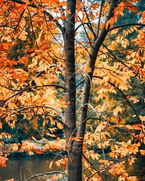 Fall tree Stock Photos