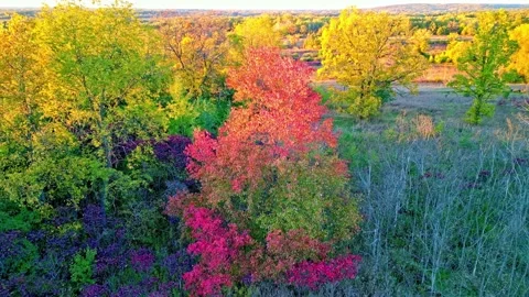 Fall Tree Rotate Stock Footage 342417602