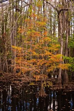 Fall Tree in Soules Swamp Stock Photos