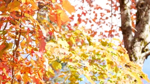 Fall Tree Stock Footage Stock Footage 289048270