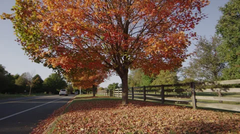 Fall Tree Tilt Down 1 Stock Footage 30873920
