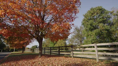 Fall Tree Tilt Down 2 Stock Footage 30873954