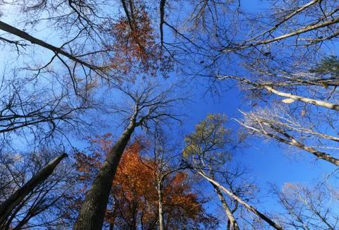 Fall tree tops Stock Photos
