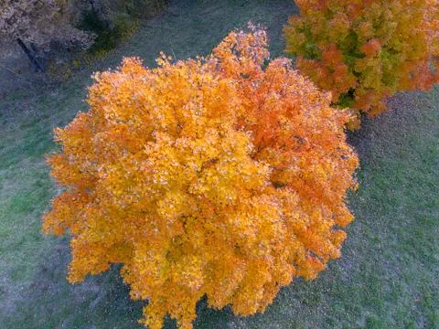 Fall Tree Tops Stock Photos