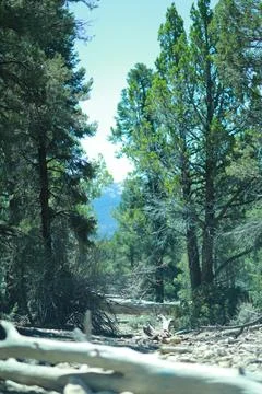 Fall Tree Trunks Line Stoney Pathways through Big Bear Hiking Trails Stock Photos