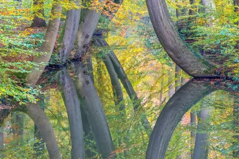 Fall tree trunks with reflection in dutch forest stream Stock Photos