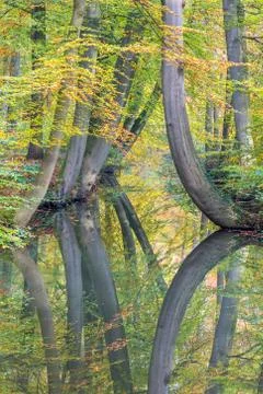 Fall tree trunks with reflection in dutch forest water Foto stock