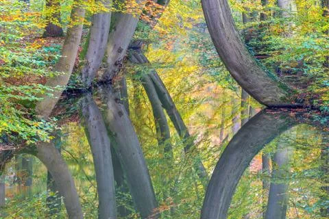 Fall tree trunks with reflection in dutch forest stream Stock Photos